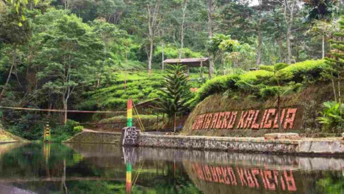 Destinasi Agrowisata Kaligua Brebes Jawa Tengah