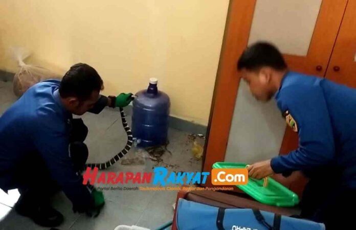Petugas Damkar Banjarsari Ciamis Evakuasi Ular Weling di Ruang Kantor Sekolah