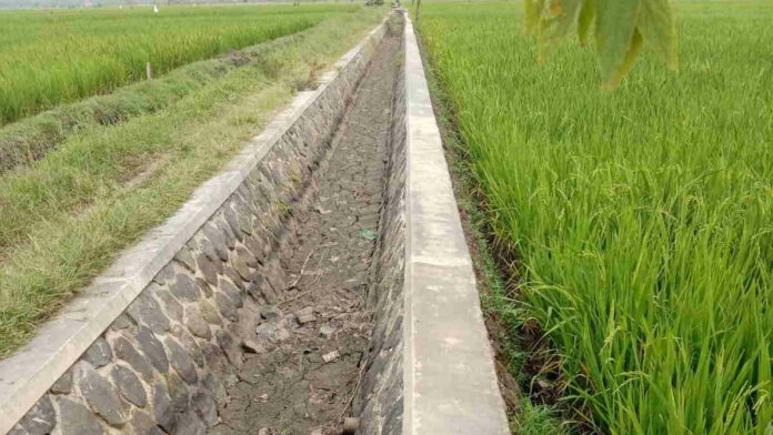 Dampak Proyek BBWS Citanduy, Ribuan Hektare Sawah di Kota Banjar Berpotensi Gagal Panen