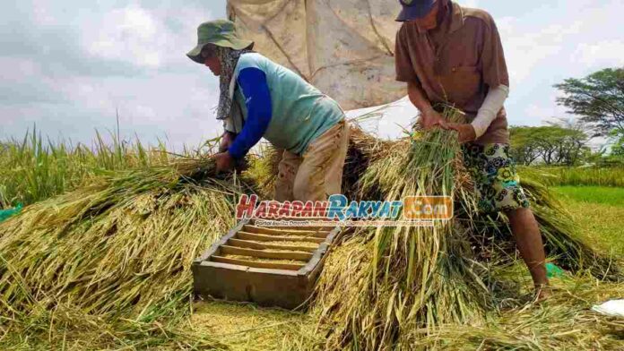 Hasil Panen Petani Menurun, DKP3 Kota Banjar Belum Petakan Potensi Kerugian