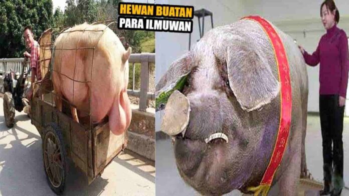 Hewan Hasil Rekayasa Genetik yang Unik Hingga Menyeramkan