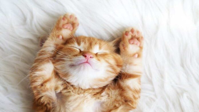 Hewan dengan Jam Tidur Paling Lama, Ada yang Sampai 20 Jam!