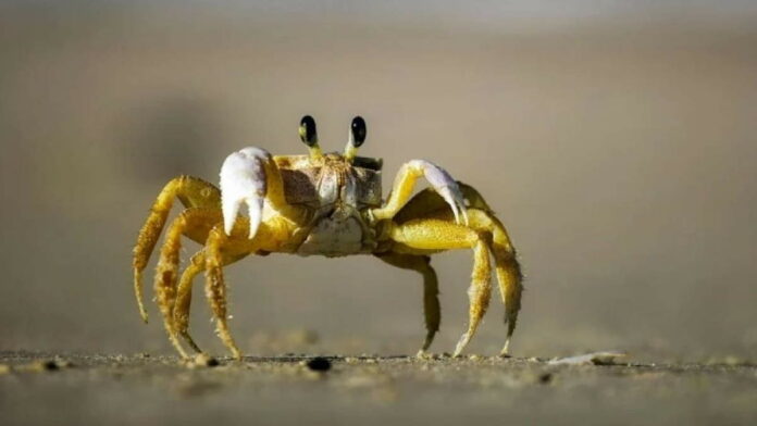 Kenapa Kepiting Jalannya Miring? Ternyata Ini Alasan Utamanya!