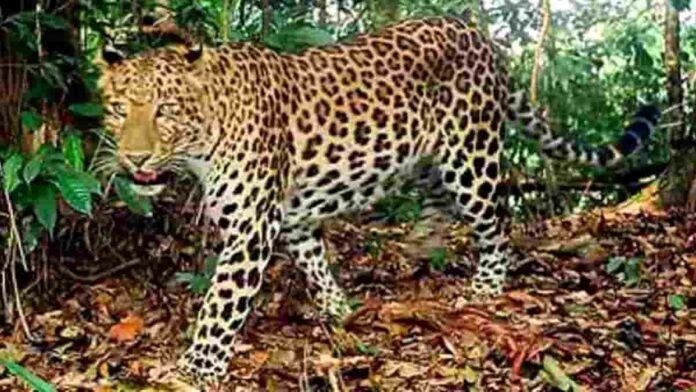 Macan Gunung Sawal