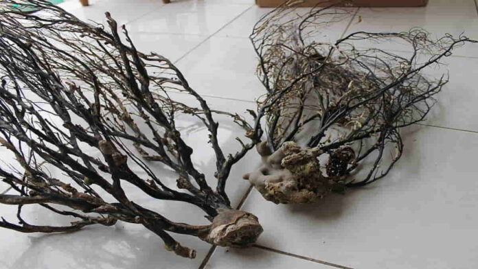Manfaat Akar Bahar yang Jarang Diketahui, Bisa Usir Aura Negatif!