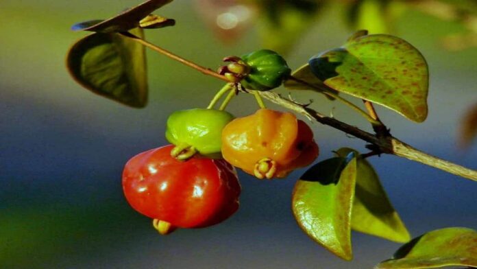 Manfaat Buah Dewandaru untuk Tubuh dan Kesehatan Lain, Simak!