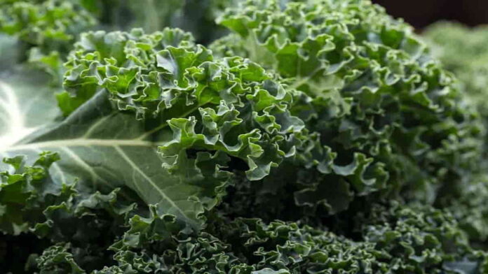 Manfaat Daun Kale untuk Kesehatan, Mampu Mencegah Kanker!