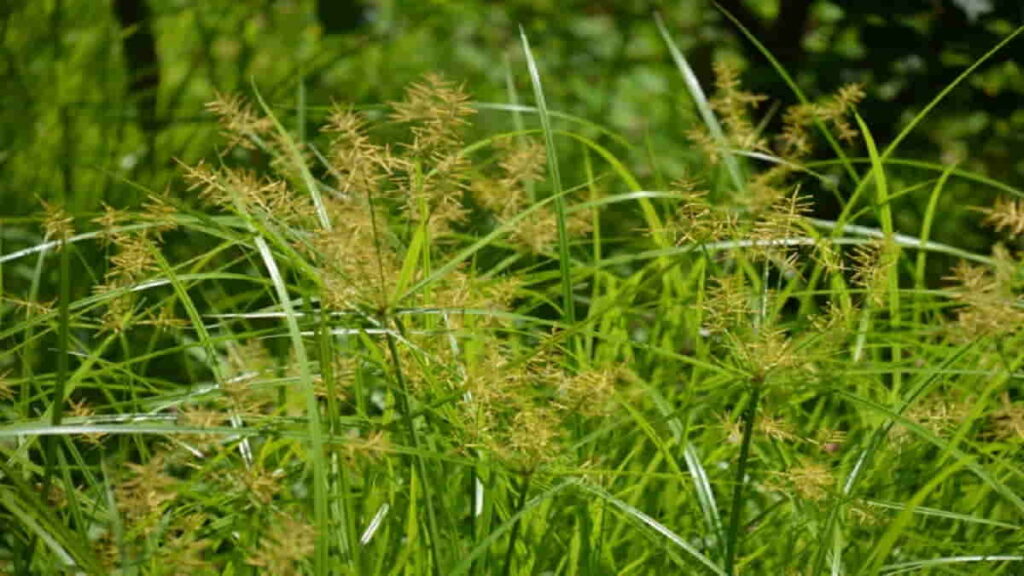 Manfaat Rumput Belulang untuk Kesehatan, Efektif Mengobati Typus