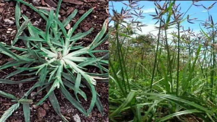 Manfaat Rumput Teki Jarang Diketahui, Bisa Mengatasi Nyeri Haid!