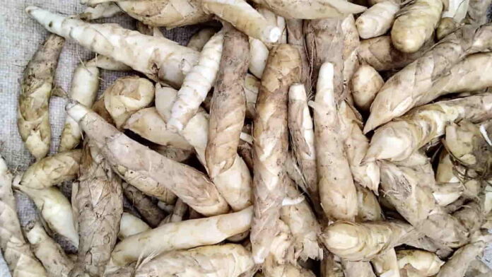 Manfaat Umbi Garut untuk Lambung, Ini Cara Mengkonsumsinya!