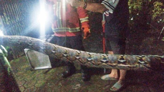 Ngeri, Ular Sanca Sepanjang 2,5 Meter Berhasil Ditangkap Damkar Ciamis