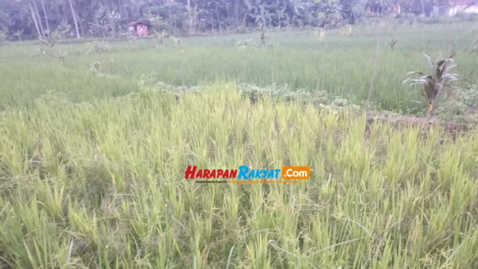 Petani di Sindangrasa