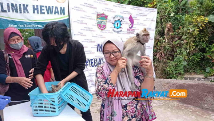 Monyet dari Ciamis