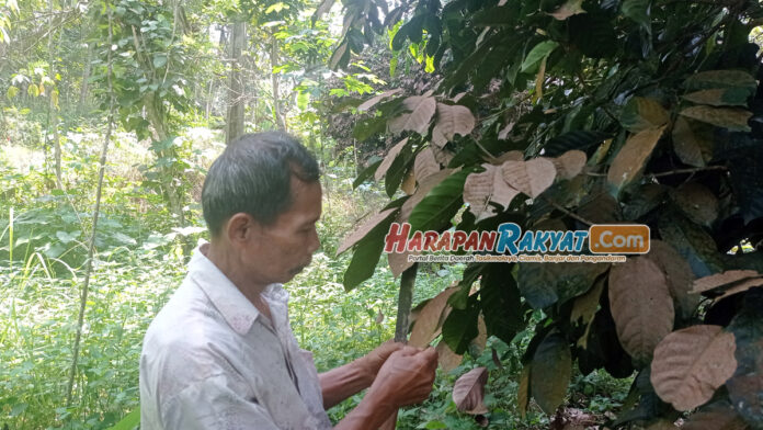 Ribuan Pohon Duku di Cijeungjing Ciamis Terserang Hama Karat Daun