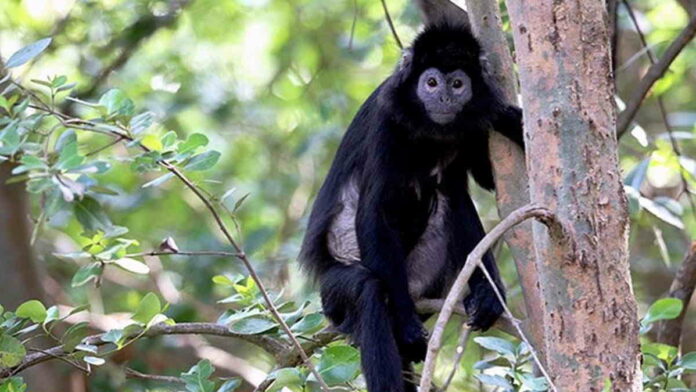 Seekor Lutung Berkeliaran di Pemukiman, Warga Ciakar Ciamis Resah