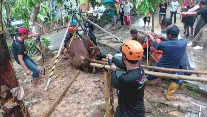 Ngamuk Lalu Masuk Sumur, Seekor Sapi di Kota Banjar Berhasil Selamat