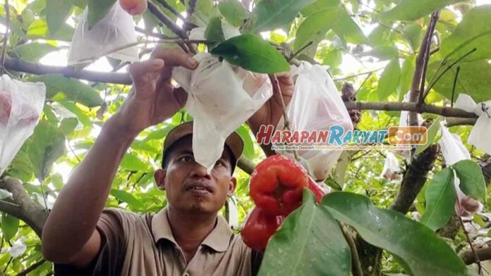 Budi Daya Jambu Air Madu Kota Banjar Hasilkan Cuan Melimpah