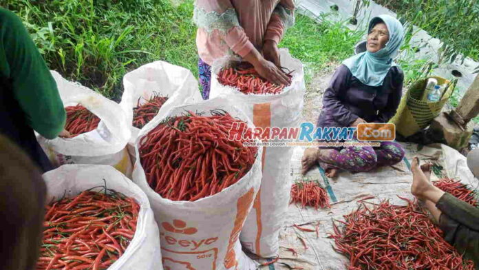 Harga Terjun Bebas, Petani Cabai di Panawangan Ciamis Mengeluh