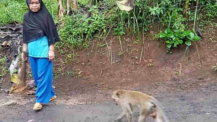 Kawanan Monyet di Tasikmalaya Turun Gunung, Diduga Kelaparan