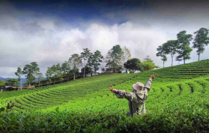 Objek Wisata Kebun Teh Cikuya Lebak Banten