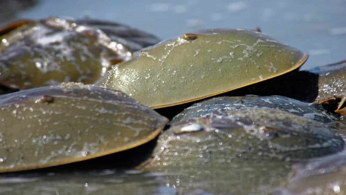 Kepiting Tapal Kuda Purba Ditemukan Fosilnya, Jadi Spesies Baru!