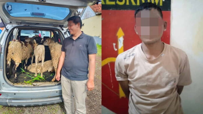 Komplotan Maling Domba yang Dibekuk Polisi