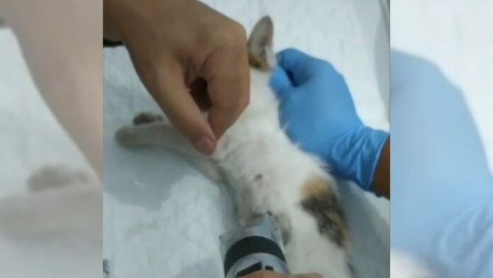 Belasan Kucing di Tasikmalaya Digorok