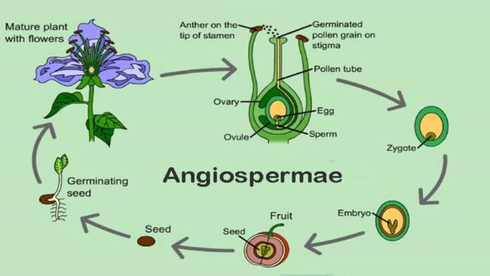Perbedaan Angiospermae dan Gymnospermae dari Strukturnya