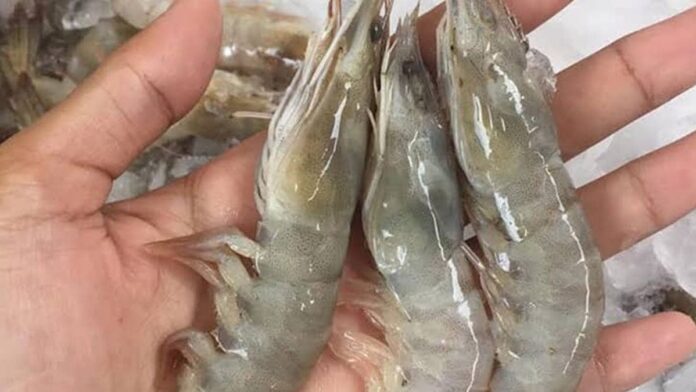 Petambak Udang Vaname