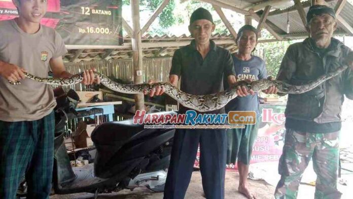 Pria di Ciamis Menangkap Ular Sanca 3 Meter dengan Tangan Kosong