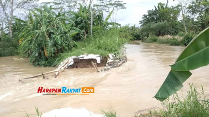 Ratusan Hektar Sawah di Pangandaran Tenggelam