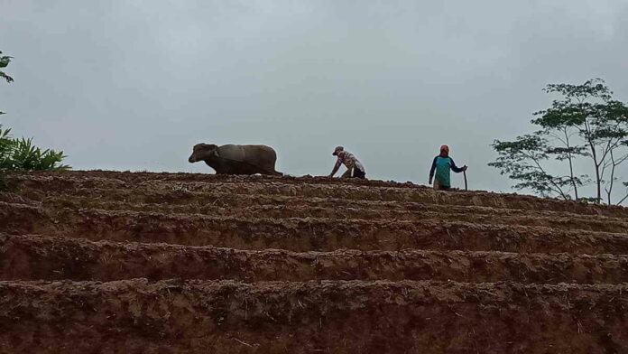 Bajak Sawah dengan Kerbau di Pangandaran Bisa Jadi Daya Tarik Wisatawan