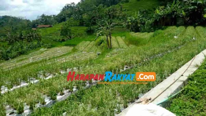 Petani Bawang Merah