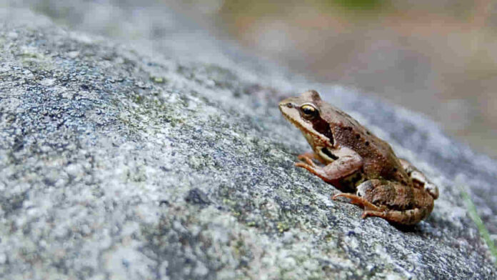 Fakta Unik Katak Kayu, Bangkit dari Kematian Usai Membeku