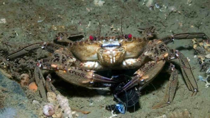 Hewan Pemakan Bangkai di Laut yang Penting untuk Ekosistem!