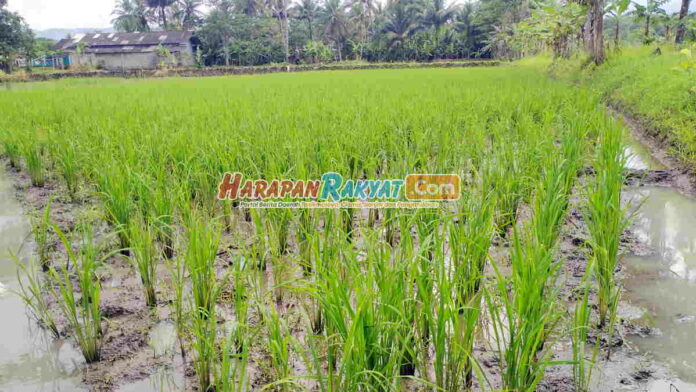 Menjerit Pupuk Langka di Banjaranyar Ciamis