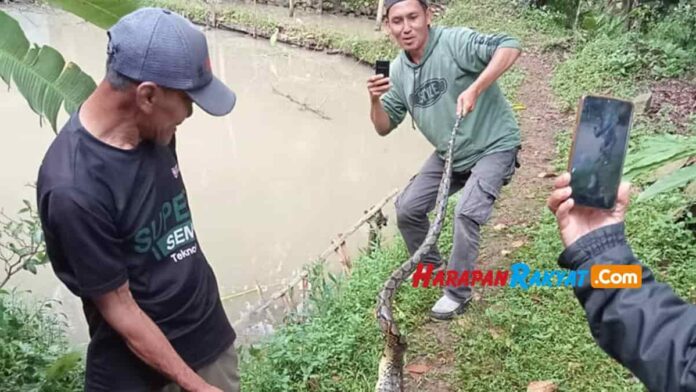 Pemangsa Ternak