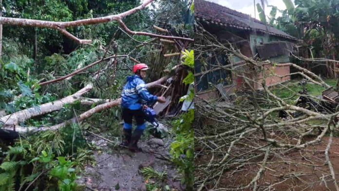Pohon tumbang timpa rumah warga di Lakbok Ciamis