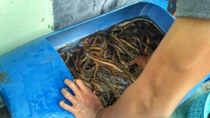 Usaha Ternak Belut dalam Drum, Tips Bagi Pemula Agar Berhasil