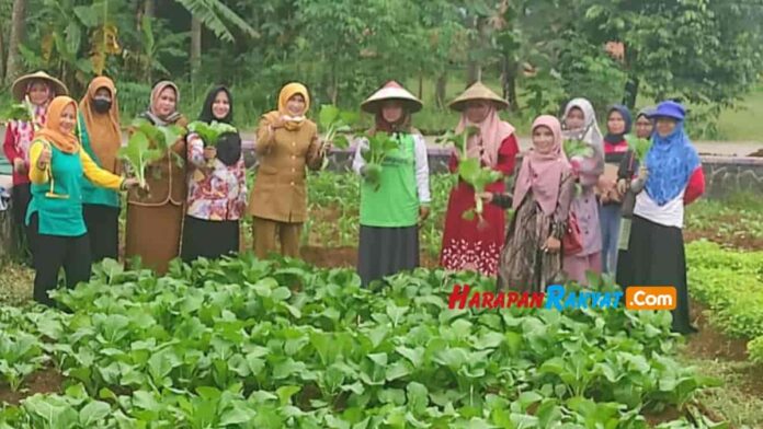 aneka sayuran