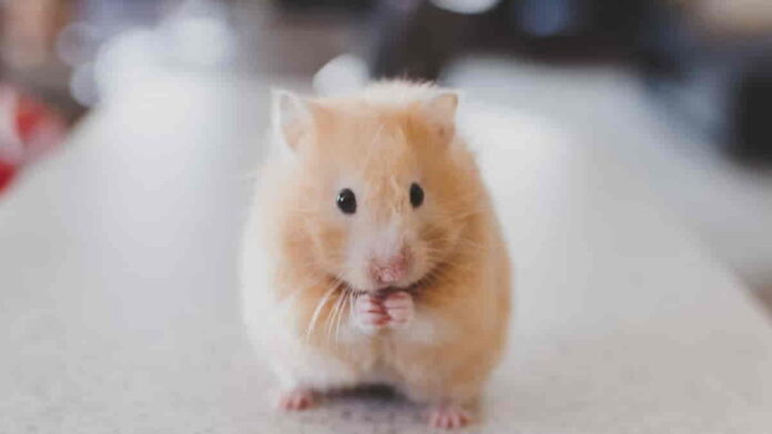 Anatomi Tubuh Hamster, Jenis Hewan Pengerat Cricetinae