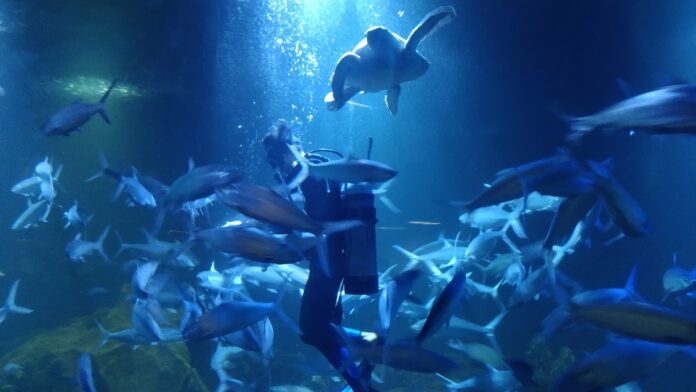 Aquarium Indonesia Pangandaran