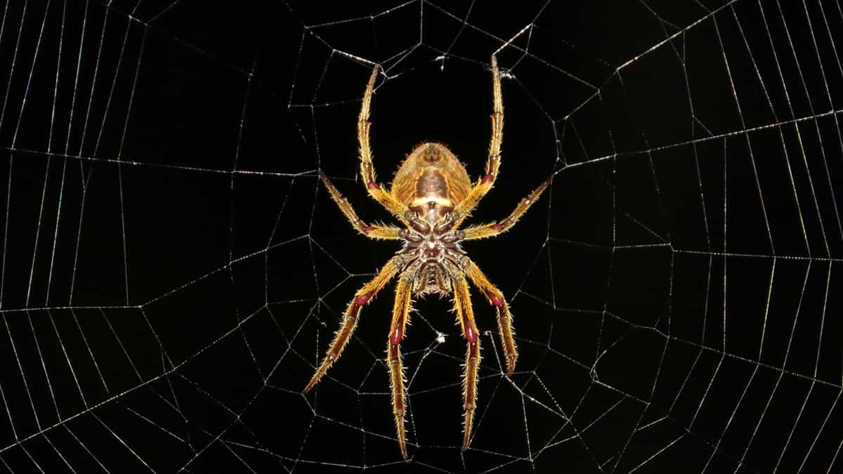 7 Makna Menakjubkan Mimpi Laba-laba: Sebuah Pertanda Keberuntungan?