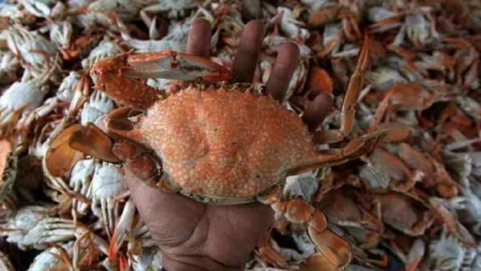 Budidaya Kepiting Rajungan yang Tepat dan Menguntungkan
