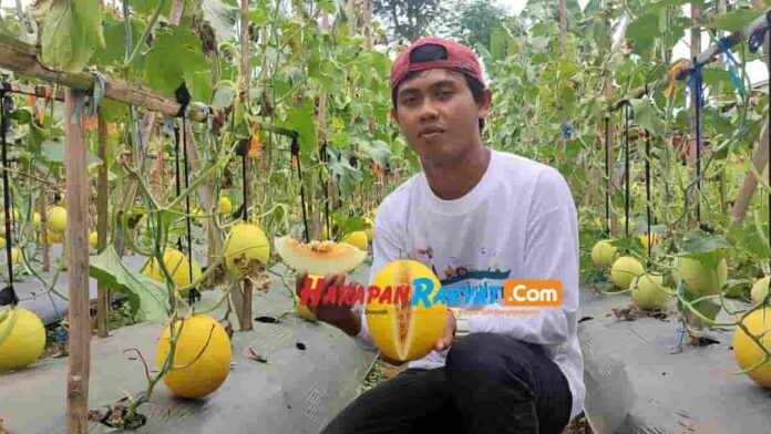 Beli Melon Golden