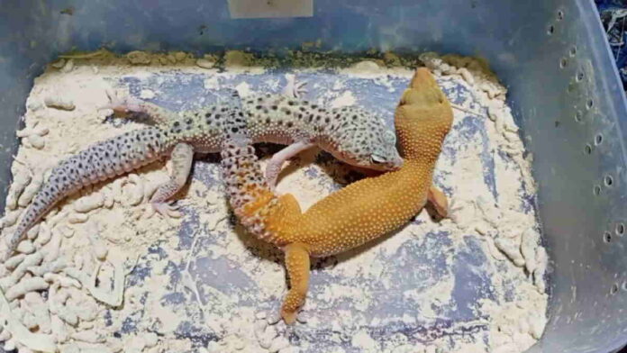 Cara Ternak Gecko dari Hoby Menjadi Bisnis yang Menjanjikan