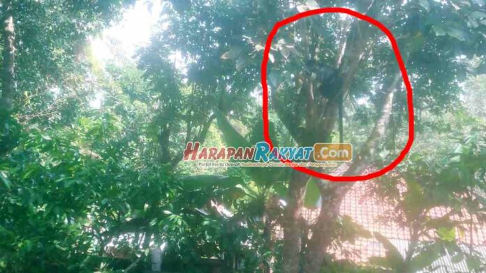 Diduga kelaparan, Lutung Masuk Pemukiman Warga di Kertahayu Ciamis
