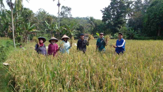 Dinas Pertanian Ciamis Hadiri Panen Perdana Padi Ramah Lingkungan