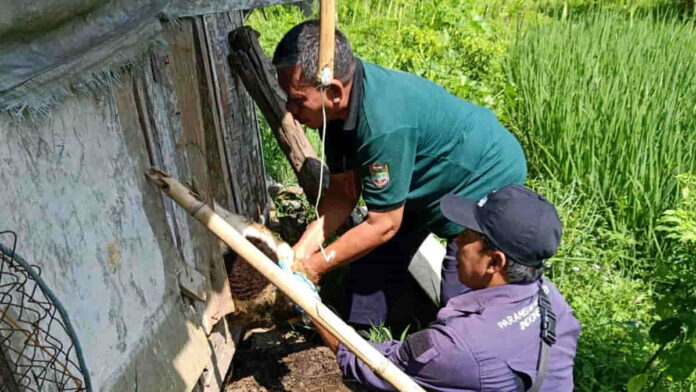 Domba dan Kambing di Panawangan Ciamis