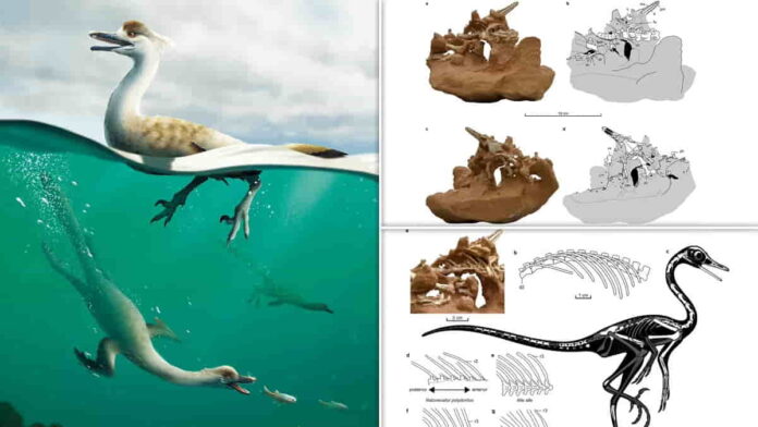 Fakta Natovenator Polydontus, Dinosaurus yang Pandai Berenang